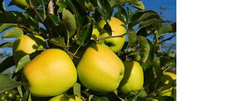 5 Worst Rated Western European Apples Tasteatlas