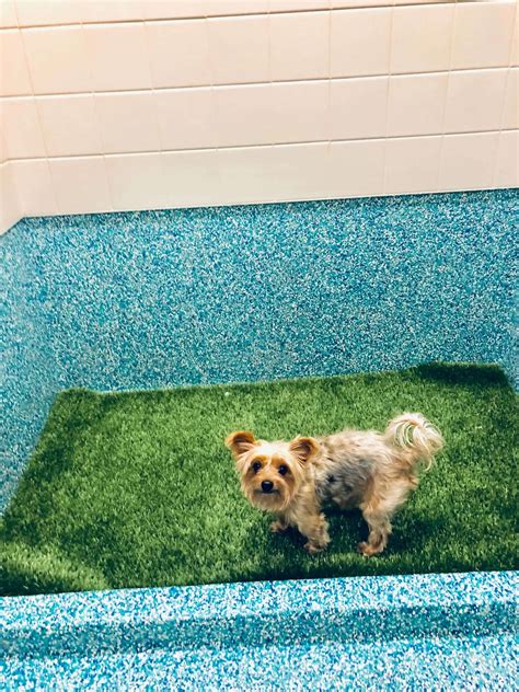 How to Potty Train Your Dog WITHOUT a Crate (2026) - Wet Nose Escapades
