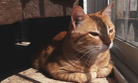 Quanto Tempo Depois De Castrado O Gato Fica Mais Calmo Petz