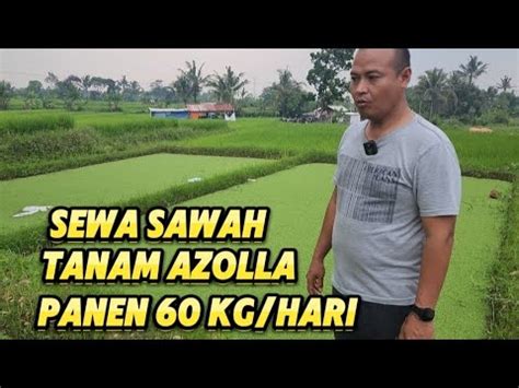 Sulap Sawah Jadi Pabrik Pakan Azolla Panen Kg Hari Fish Azolla