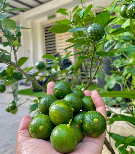 The Calamansi: Southeast Asia's Dwarf Lime - Tropical House & Garden
