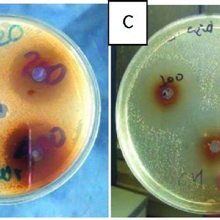 Example Of Antimicrobial Activity Of Plant Extracts Using Agar