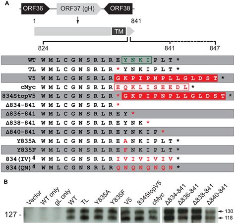 Construction And In Vitro Expression Of VZV GH Mutants A VZV GH