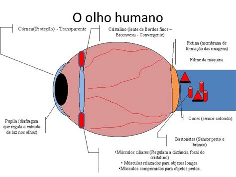 Membrana Transparente Do Olho - O olho humano CrneaProteo Transparente Cristalino lente de