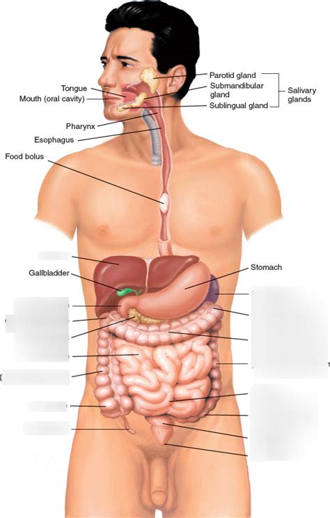 Small And Large Intestines Digestive System Diagram Quizlet