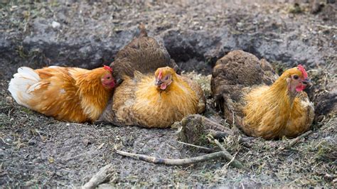 Why Do Chickens Scratch The Ground Dine A Chook