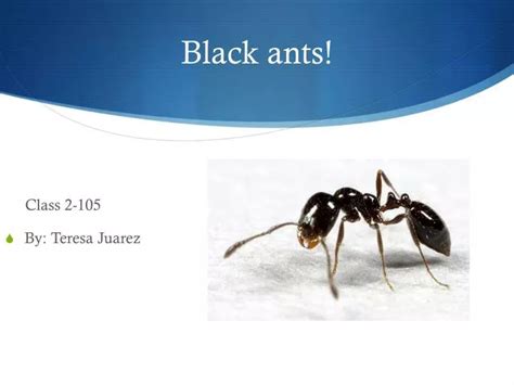 PPT - Black ants! PowerPoint Presentation, free download - ID:2811072