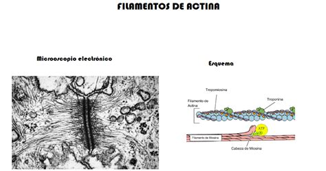 organelas filamentos de actina