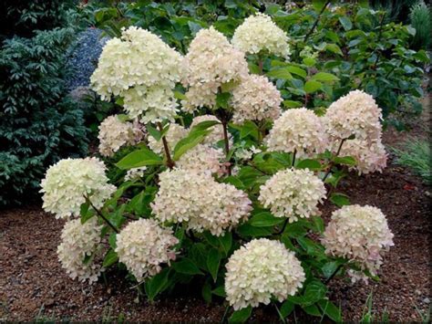Гортензия метельчатая: лучшие сорта для Подмосковья, обзор с описаниями ...