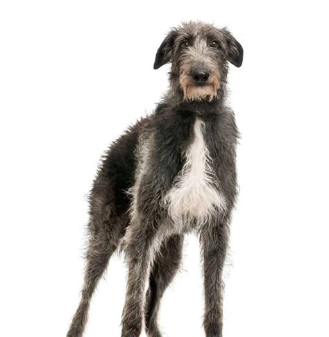 Greyhound breeds: Whippet, Borzoi, Italian Greyhound, Deerhound