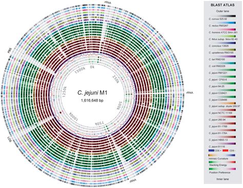 Blast Atlas Of C Jejuni M The Proteome Of The M Strain Was Aligned