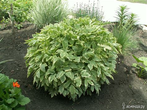 Сныть вариегатная (54 фото) - фото - картинки и рисунки: скачать бесплатно