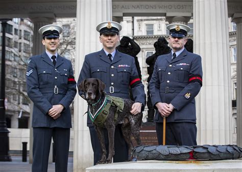 Victory For Raf Police Search Dog Hertz Royal Air Force