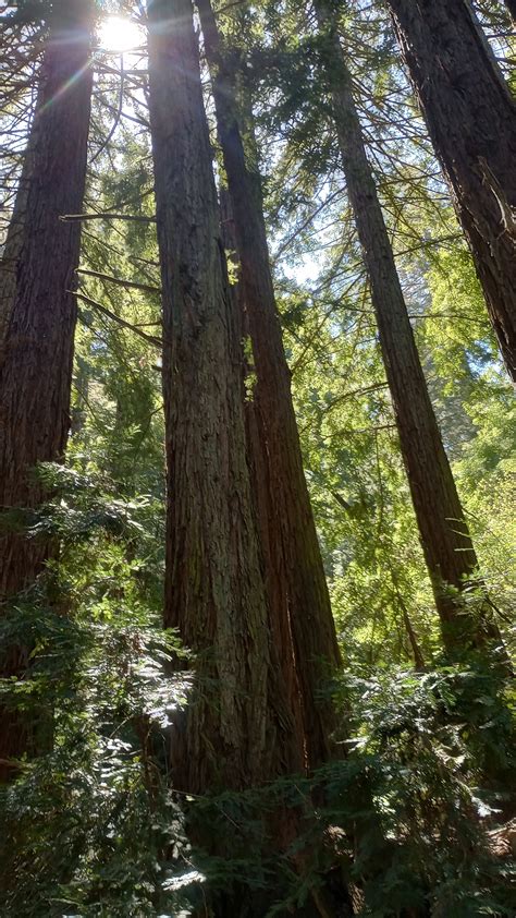 CA Reinhardt Redwood Regional Park — Old-Growth Forest Network