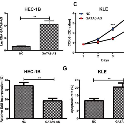 LncRNA GATA6 AS Can Inhibit The Proliferation And Promote Apoptosis Of