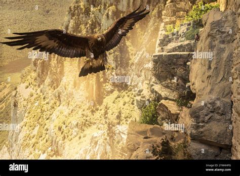 A bearded vulture gliding over rocky cliffs, illuminated by warm