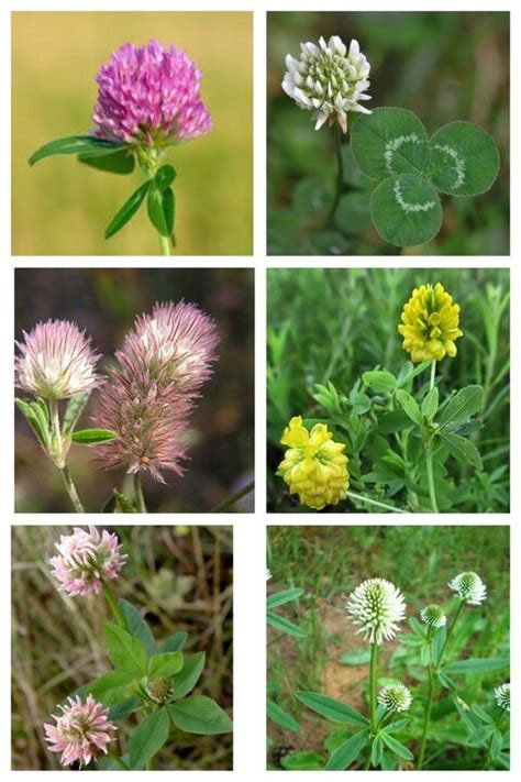 «Почему клевер луговой и люпин принадлежат к разным видам?» — Яндекс Кью