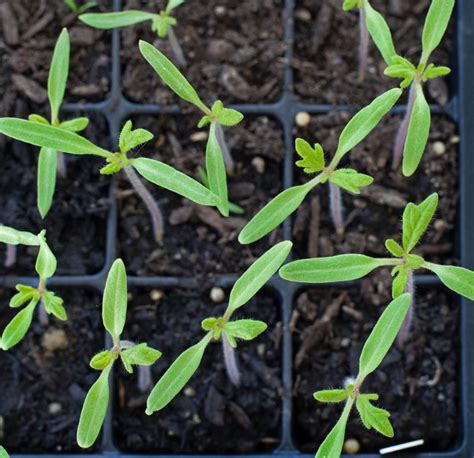 Thinning Tomato Seedlings - The Modern Day Settler