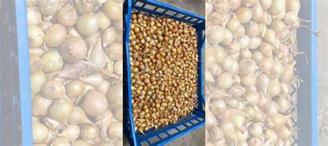 Лук на посадку купить в Нижнем Новгороде | Товары для дома и дачи | Авито