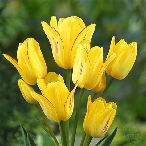 Тюльпан Саншайн Клаб (Tulipa Sunshine Club) купить луковицы в Москве по ...