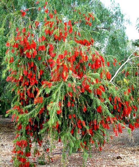 Callistemon viminalis - Wahat Al Sahraa