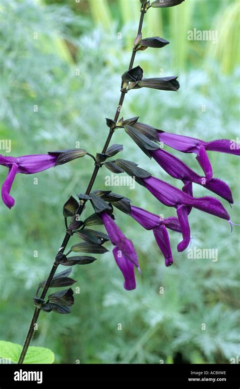 Salvia Purple Majesty Stock Photo Alamy