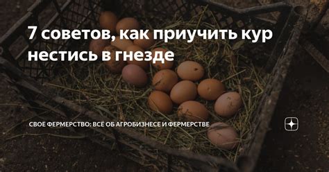 7 советов, как приучить кур нестись в гнезде | Своё Фермерство: всё об ...
