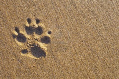 🔥 40 Dog Paws Wallpapers Wallpapersafari