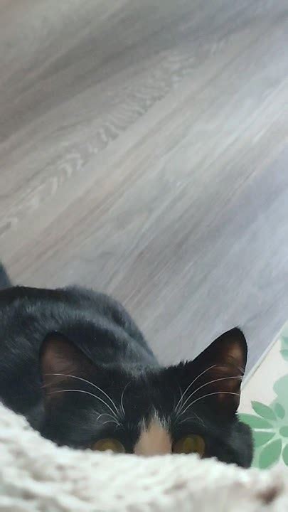 Кот Мякиш ️ играет #shorts - YouTube