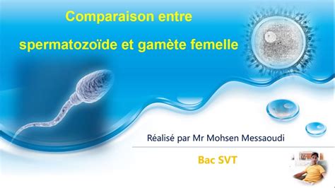 Comparaison Entre Spermatozo De Et Gam Te Femelle Youtube