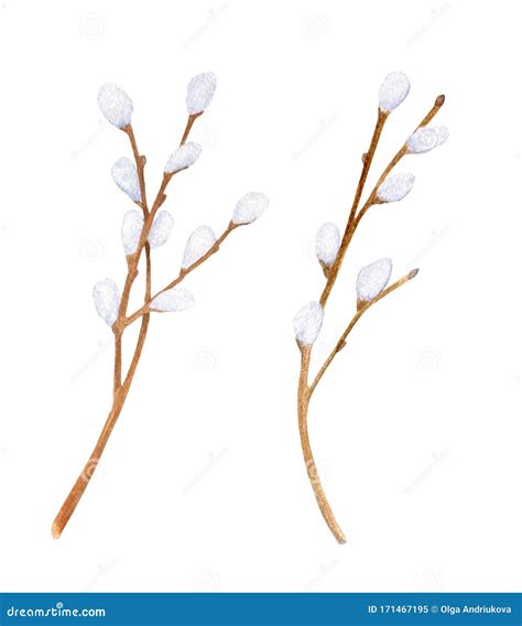 Watercolor Pussy Willow Branches Set Hand Drawn Tree Twigs With Buds Isolated On White
