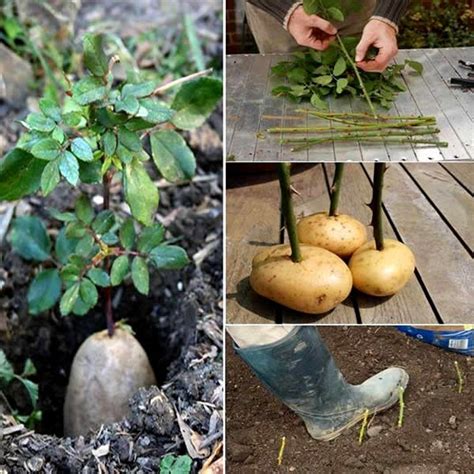Como Plantar Rosa Na Batata - Como plantar uma muda de rosa, roseira com sucesso