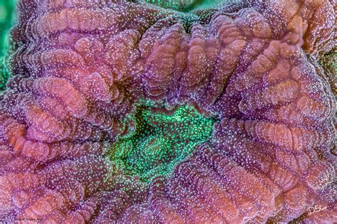 Ultra Macro Of Corals Microworlds Photography