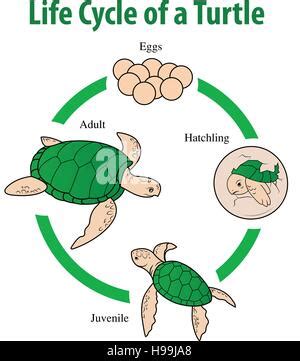 A vector illustration of life cycle of the sea turtle Stock Vector Art ...