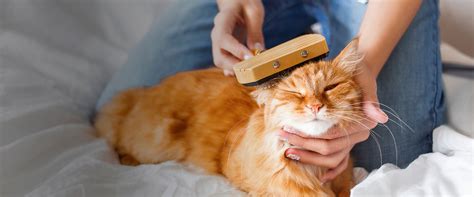 pet grooming    animal hospital  east davie