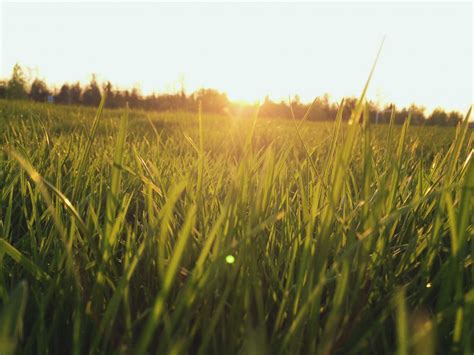 Banco de imagens natureza plantar céu campo gramado Prado trigo