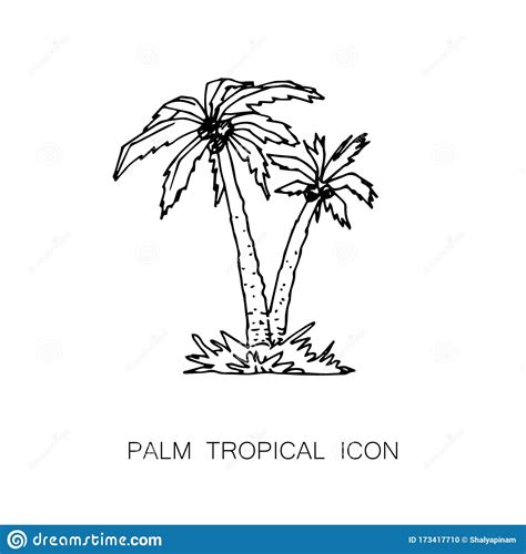 Tropical Palm Tree Icon Line Hand Drawn Style Stock Vector