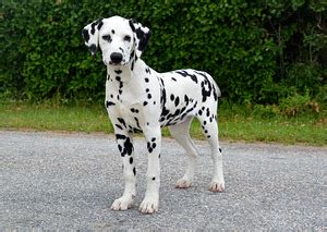 Собаки - купить недорого на okidoki