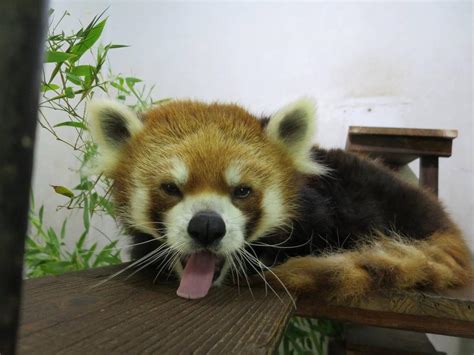 暑くなってきましたね。動物トピックス｜ブログ野毛山動物園公式サイト｜公益財団法人 横浜市緑の協会