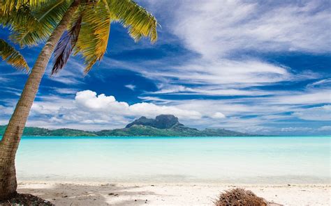 Landscape Nature Bora Bora Palm Trees Beach Sea Tropical Island Summer