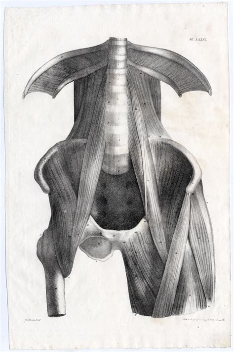 antique print human anatomy spine pelvis bones muscles thigh lxxix