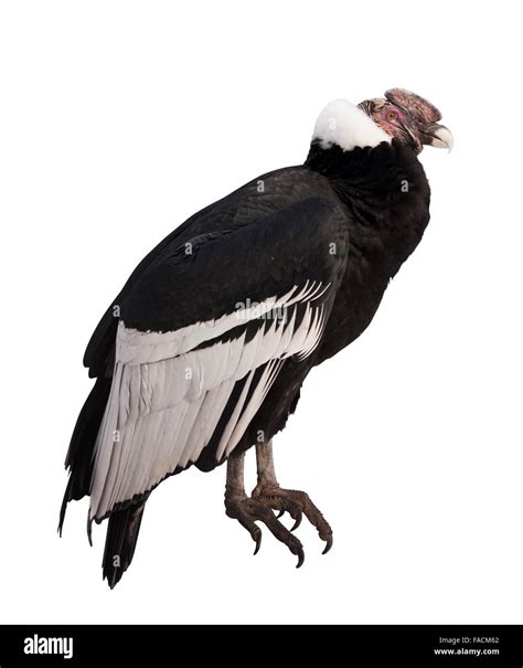 Cóndor Andino Vultur gryphus Aislado sobre fondo blanco Fotografía