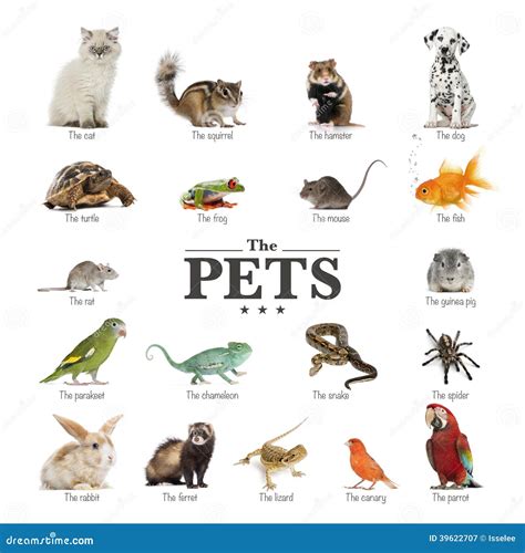 50 best ideas for coloring | Pet Animals List