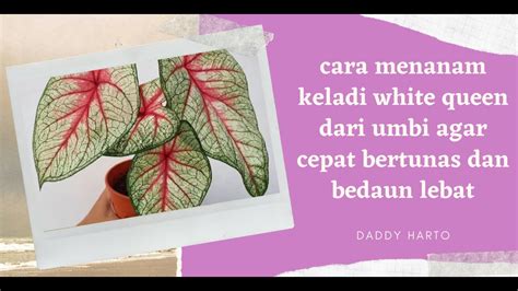 Cara Menanam Keladi White Queen Dari Umbi Agar Cepat Bertunas Dan