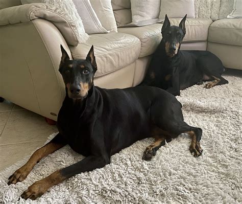 900+ Doberman ideas | doberman, doberman love, doberman pinscher