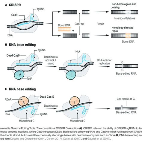(PDF) Commentary: RNA editing with CRISPR-Cas13