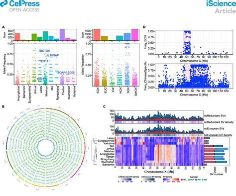 Pangenome Obtained By Long Read Sequencing Of 11 Genomes Reveal Hidden