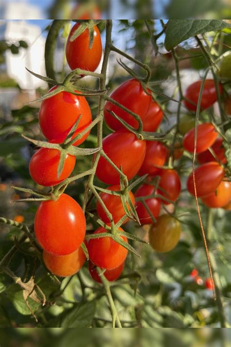 Tomate Mini San Marzano BIO Tomatensorte Samenfest