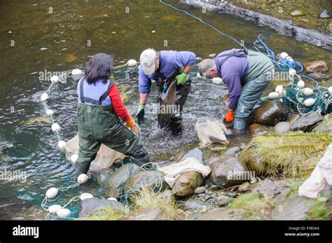 Salmon Hatchery Hi Res Stock Photography And Images Alamy