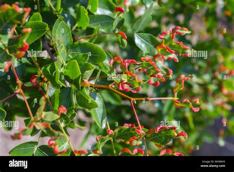 Turpentine tree hi-res stock photography and images - Alamy